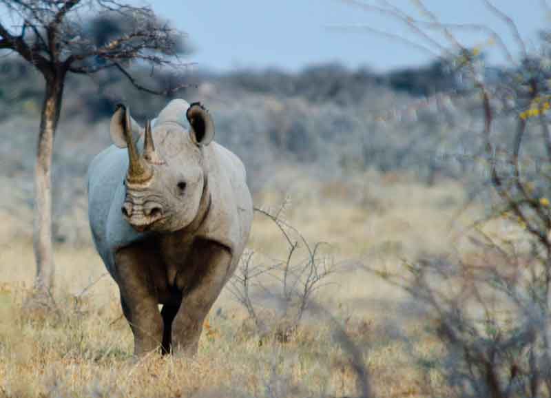 102 - Namibia - rinoceronte - parque nacional de Etosha